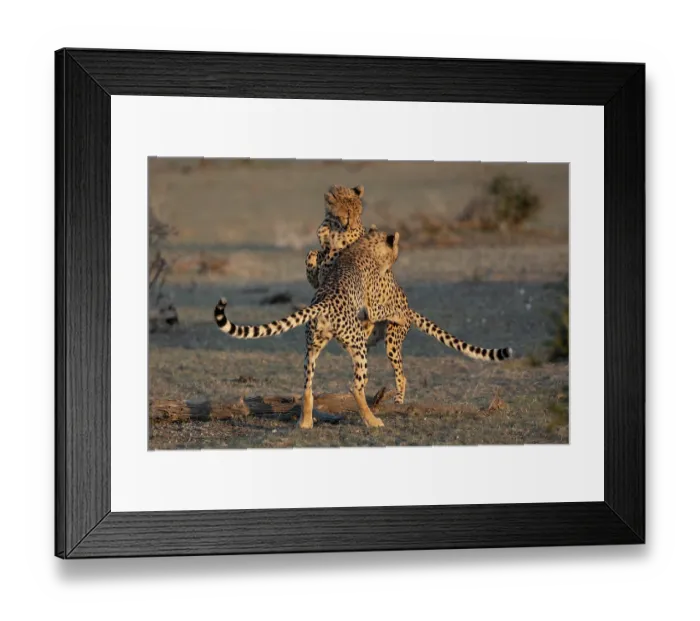 Framed Print : RF - Two Cheetah (Acinonyx jubatus) sub-adults playfighting, Mashatu game reserve, Botswana. (This image may be licensed either as rights managed or royalty free.) Framed Print : RF - Two Cheetah (Acinonyx jubatus) sub-adults playfighting, Mashatu game reserve, Botswana. (This image may be licensed either as rights managed or royalty free.)