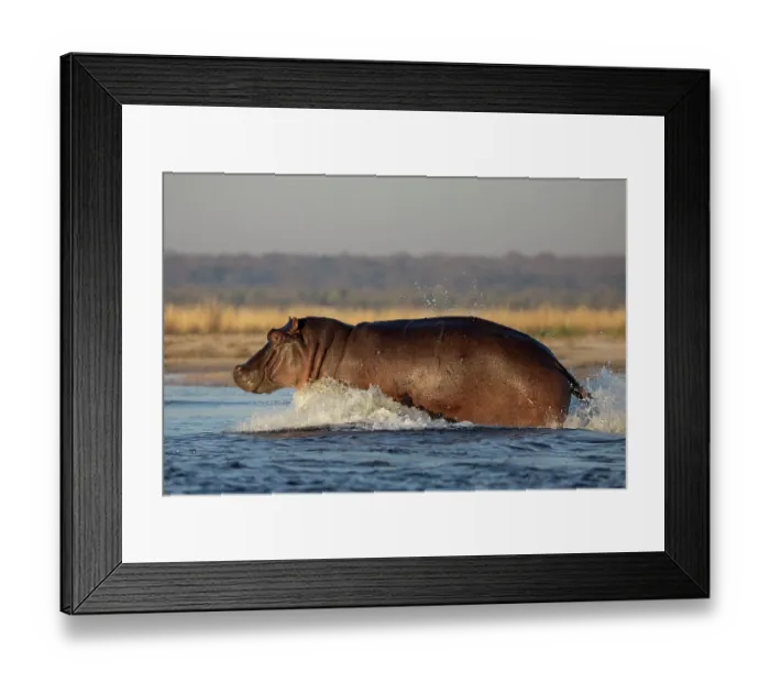 Framed Print : RF - Hippopotamus (Hippopotamus amphibius) running through river, Chobe River, Chobe National Park, Botswana Framed Print : RF - Hippopotamus (Hippopotamus amphibius) running through river, Chobe River, Chobe National Park, Botswana