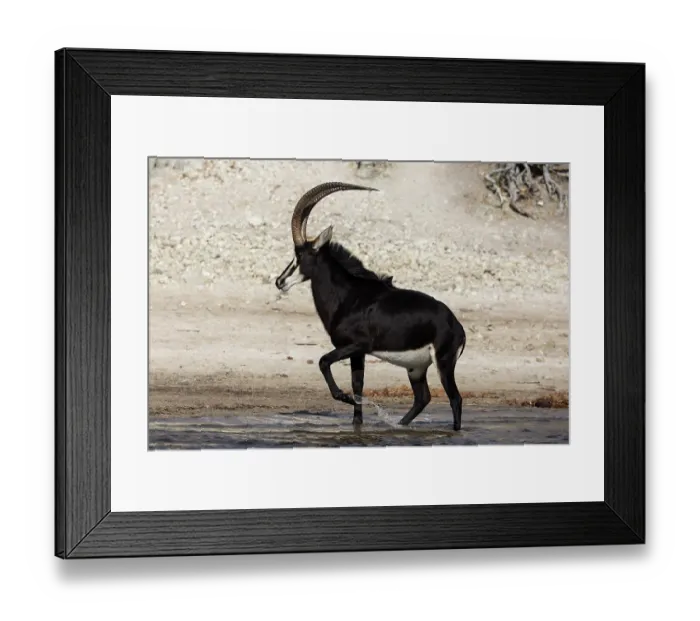 Framed Print : RF - Sable (Hippotragus niger) male, walking through shallow water, Chobe National Park, Botswana. (This image may be licensed either as rights managed or royalty free.) Framed Print : RF - Sable (Hippotragus niger) male, walking through shallow water, Chobe National Park, Botswana. (This image may be licensed either as rights managed or royalty free.)
