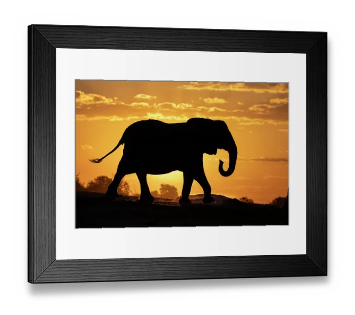 Framed Print : RF - Elephant (Loxodonta africana) bull, silhouetted at sunset, Chobe National Park, Botswana. Endangered. (This image may be licensed either as rights managed or royalty free.) Framed Print : RF - Elephant (Loxodonta africana) bull, silhouetted at sunset, Chobe National Park, Botswana. Endangered. (This image may be licensed either as rights managed or royalty free.)