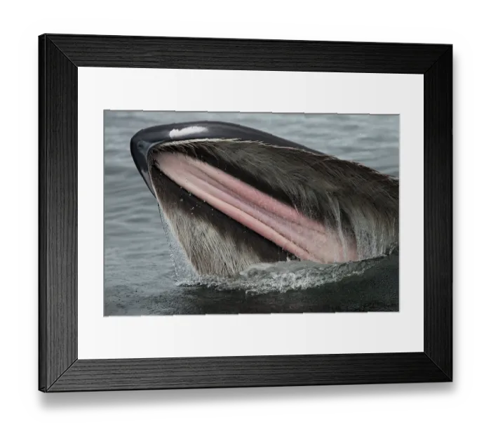 Framed Print : Humpback whale (Megaptera novaeangliae) lunge-feeding, showing baleen plates, southeast Alaska, USA, Pacific Ocean
