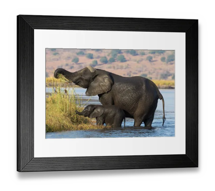 Framed Print : RF - Elephant (Loxodonta africana) and calf standing in river, grazing at water's edge, Chobe River, Chobe National Park, Botswana. Endangered Framed Print : RF - Elephant (Loxodonta africana) and calf standing in river, grazing at water's edge, Chobe River, Chobe National Park, Botswana. Endangered