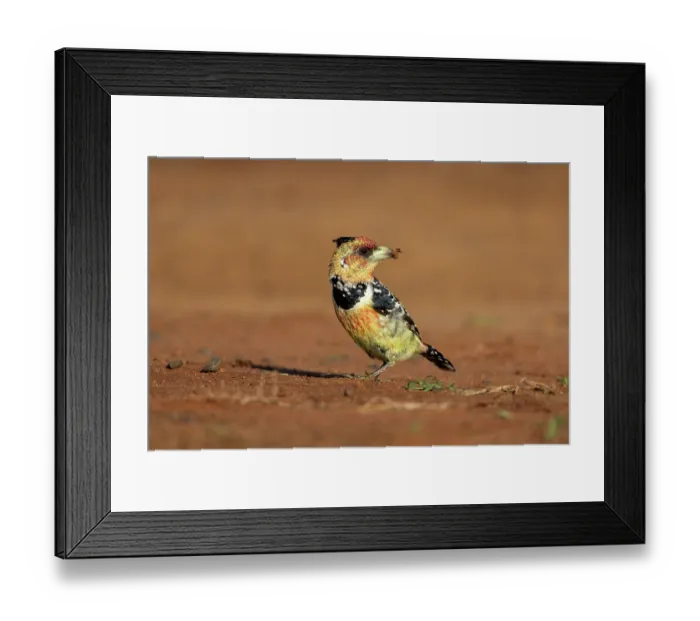 Framed Print : Crested barbet (Trachyphonus vaillantii) with insect prey in beak, portrait, Zimanga game reserve, South Africa Framed Print : Crested barbet (Trachyphonus vaillantii) with insect prey in beak, portrait, Zimanga game reserve, South Africa