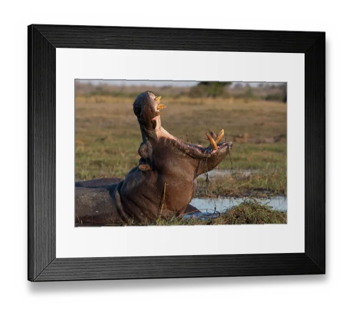 Framed Print : RF - Hippopotamus (Hippopotamus amphibius) wallowing in river, yawning, Chobe River, Chobe National Park, Botswana Framed Print : RF - Hippopotamus (Hippopotamus amphibius) wallowing in river, yawning, Chobe River, Chobe National Park, Botswana