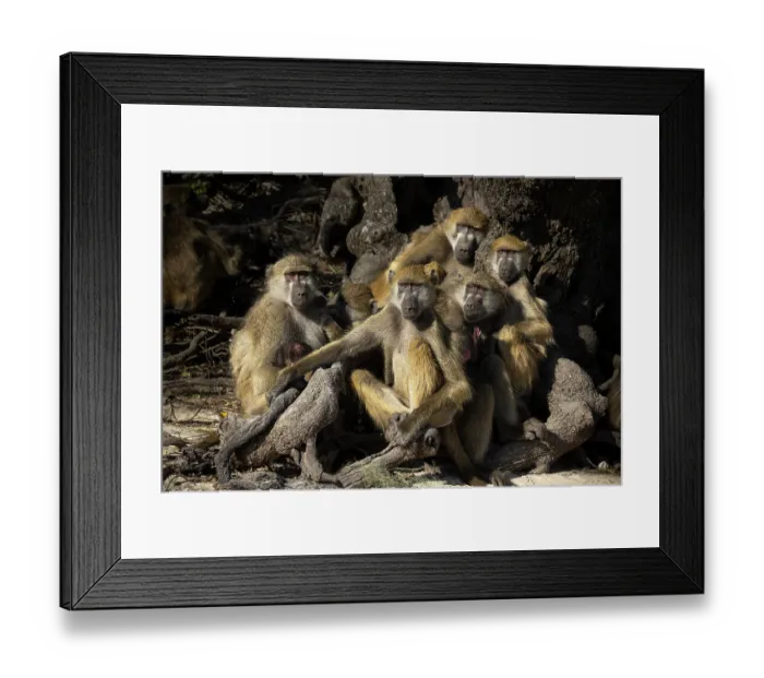 Framed Print : RF - Group of Chacma baboons (Papio ursinus) sitting at base of tree, Chobe National Park, Botswana. (This image may be licensed either as rights managed or royalty free.)