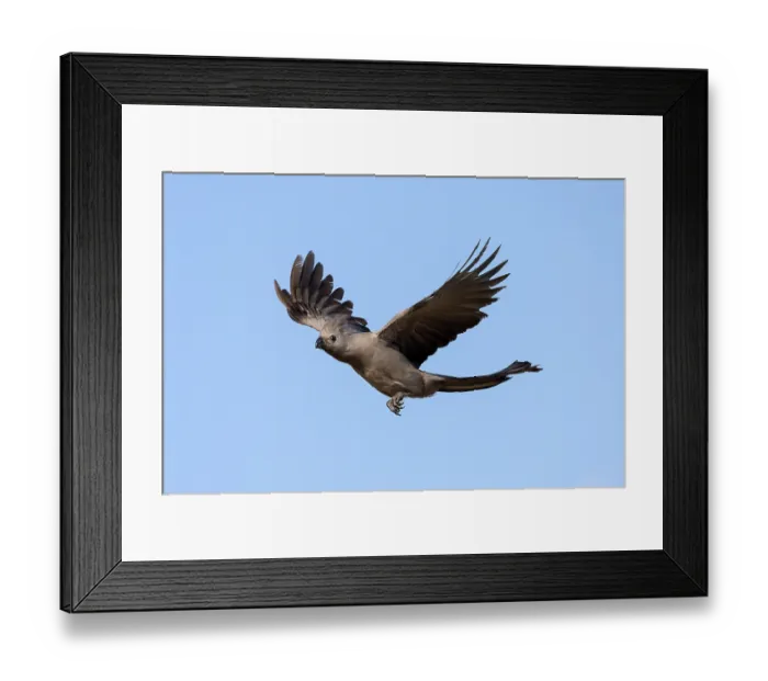 Framed Print : Grey go-away bird (Corythaixoides concolor) in flight, Chobe National Park, Botswana Framed Print : Grey go-away bird (Corythaixoides concolor) in flight, Chobe National Park, Botswana