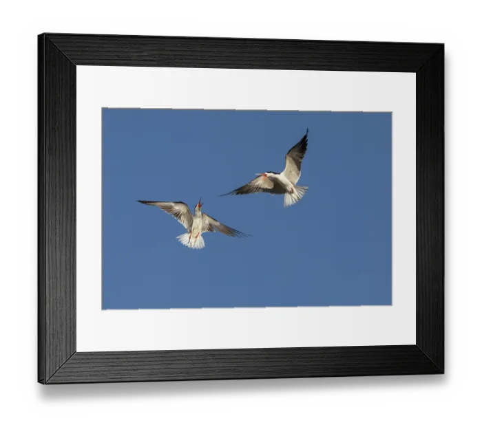 Framed Print : African skimmers (Rynchops flavirostris) pair, in flight displaying, Chobe National Park, Botswana