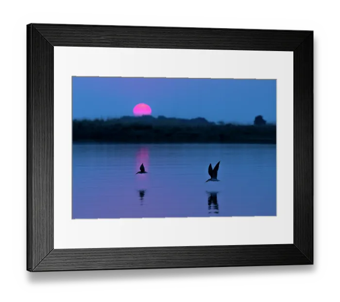 Framed Print : Two African skimmers (Rynchops flavirostris) flying over water, silhouetted at sunset, Chobe River, Chobe National Park, Botswana Framed Print : Two African skimmers (Rynchops flavirostris) flying over water, silhouetted at sunset, Chobe River, Chobe National Park, Botswana