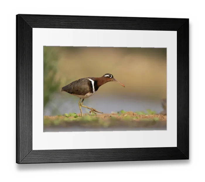 Framed Print : Greater painted-snipe (Rostratula benghalensis) portrait, Zimanga game reserve, South Africa Framed Print : Greater painted-snipe (Rostratula benghalensis) portrait, Zimanga game reserve, South Africa
