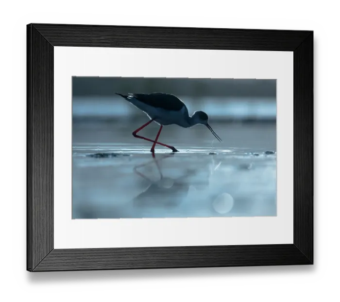 Framed Print : Black-winged stilt (Himantopus himantopus) foraging in shallow water, Zimanga game reserve, South Africa Framed Print : Black-winged stilt (Himantopus himantopus) foraging in shallow water, Zimanga game reserve, South Africa