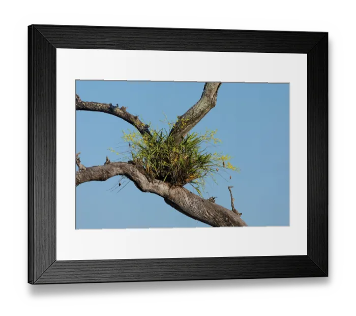 Framed Print : Leopard orchid (Ansellia africana) attached to branch of tree, MalaMala game reserve, Sabi Sand, South Africa Framed Print : Leopard orchid (Ansellia africana) attached to branch of tree, MalaMala game reserve, Sabi Sand, South Africa