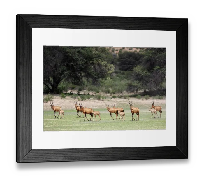 Framed Print : Red hartebeest (Alcelaphus buselaphus caama) herd, Kgalagadi Transfrontier Park, South Africa Framed Print : Red hartebeest (Alcelaphus buselaphus caama) herd, Kgalagadi Transfrontier Park, South Africa
