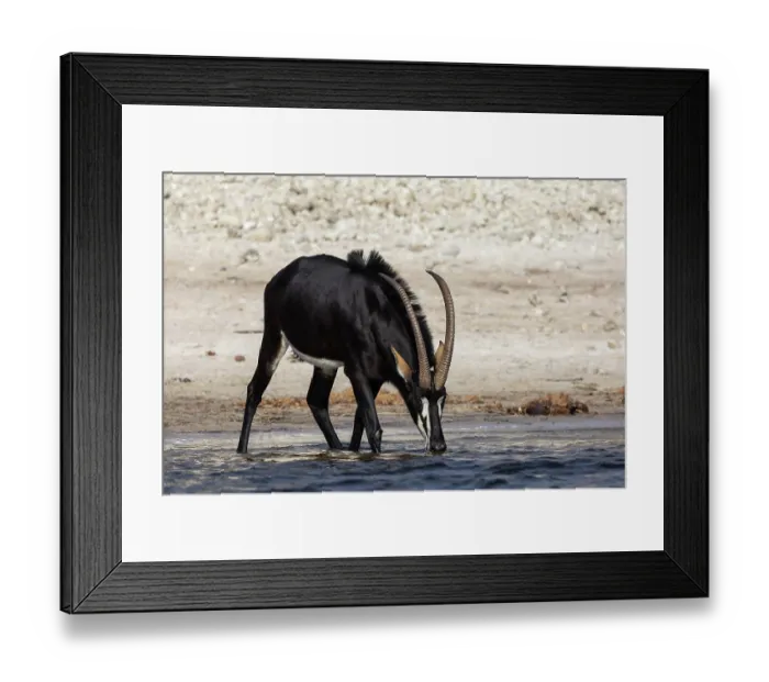 Framed Print : Sable (Hippotragus niger) male, drinking, Chobe National Park, Botswana