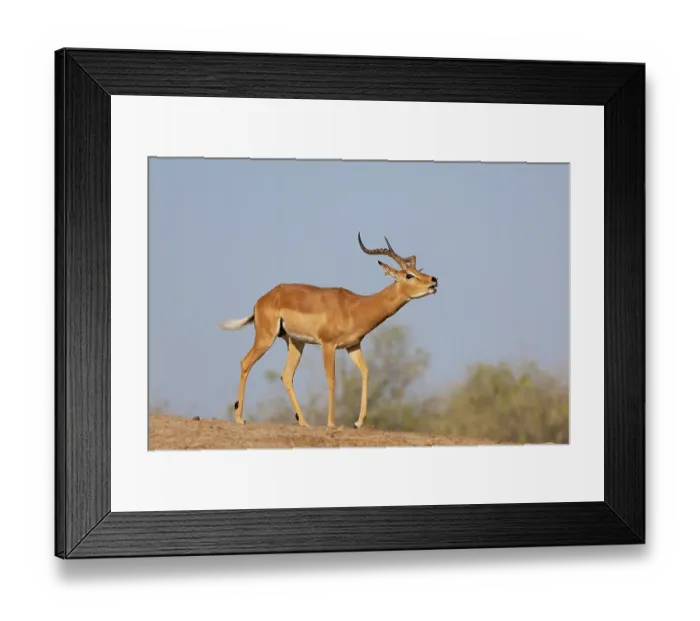 Framed Print : Impala (Aepyceros melampus) male, roaring in territorial display, Chobe National Park, Botswana