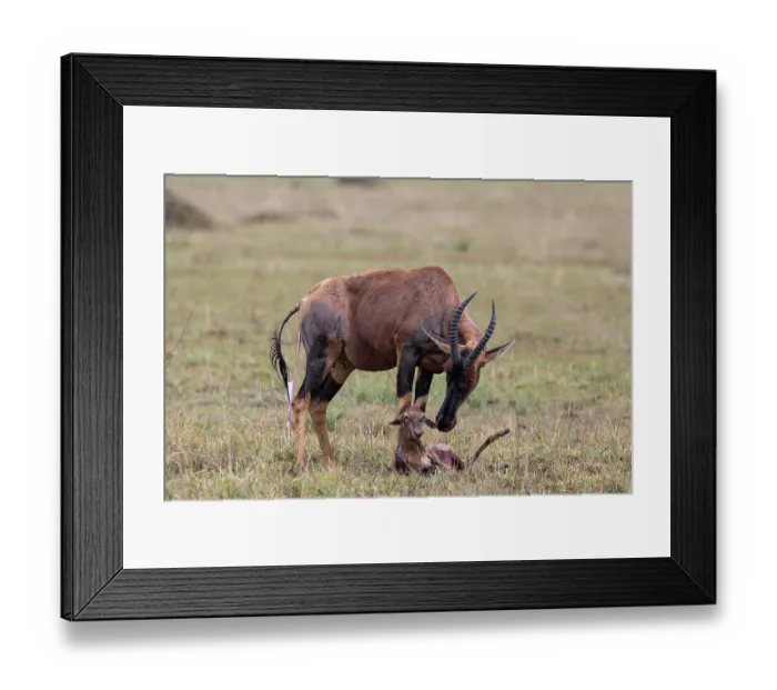 Framed Print : Topi (Damaliscus lunatus) female with newborn calf, Masai Mara, Kenya Framed Print : Topi (Damaliscus lunatus) female with newborn calf, Masai Mara, Kenya