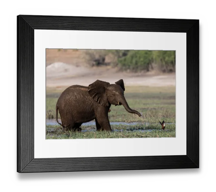 Framed Print : Elephant (Loxodonta africana) calf chasing away an African jacana (Actophilornis africanus), Chobe National Park, Botswana. Endangered Framed Print : Elephant (Loxodonta africana) calf chasing away an African jacana (Actophilornis africanus), Chobe National Park, Botswana. Endangered