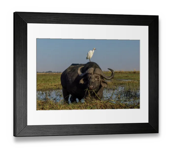 Framed Print : Cape buffalo (Syncerus caffer) feeding on grass with Western cattle egret (Bubulcus ibis) perched on its head, Chobe National Park, Botswana Framed Print : Cape buffalo (Syncerus caffer) feeding on grass with Western cattle egret (Bubulcus ibis) perched on its head, Chobe National Park, Botswana
