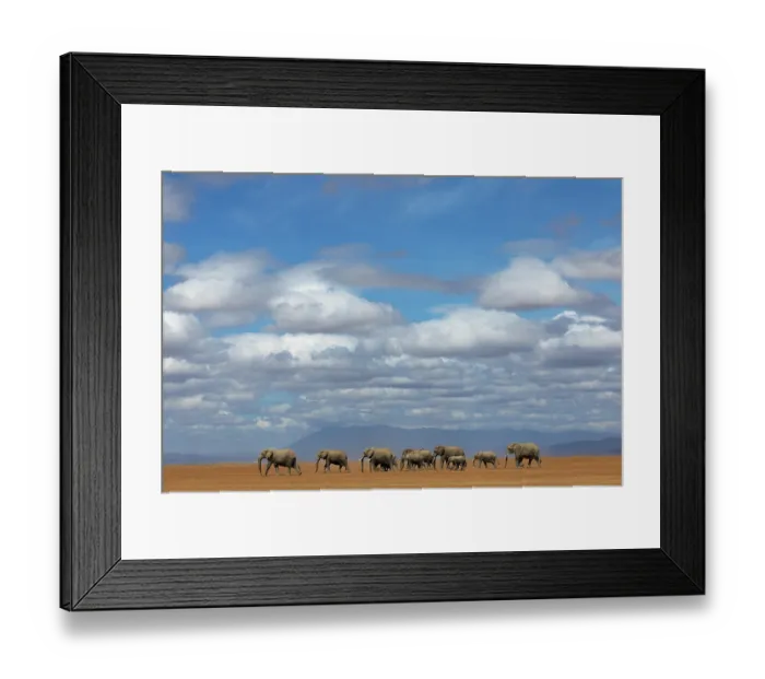 Framed Print : Elephant (Loxodonta africana) herd walking across the savanna under a cloudy sky, Amboseli National Park, Kenya. Endangered Framed Print : Elephant (Loxodonta africana) herd walking across the savanna under a cloudy sky, Amboseli National Park, Kenya. Endangered