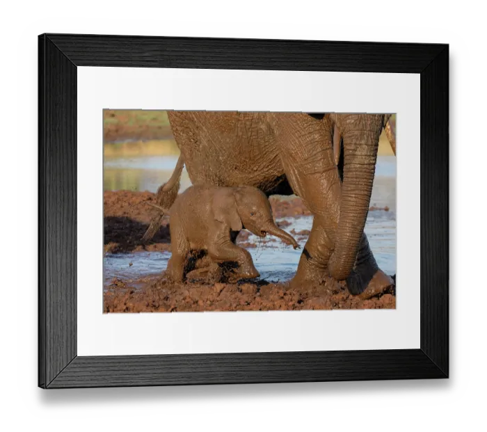 Framed Print : Elephant (Loxodonta africana) calf covered in mud after taking a mudbath, next to adult, Zimanga private game reserve, South Africa. Endangered Framed Print : Elephant (Loxodonta africana) calf covered in mud after taking a mudbath, next to adult, Zimanga private game reserve, South Africa. Endangered