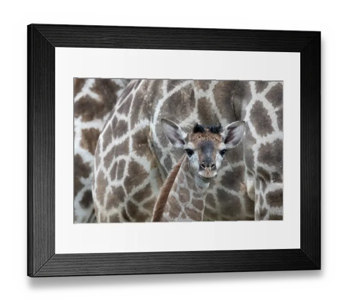 Framed Print : Giraffe (Giraffa camelopardalis) newborn calf, camouflaged against adult standing behind, Zimanga game reserve, South Africa Framed Print : Giraffe (Giraffa camelopardalis) newborn calf, camouflaged against adult standing behind, Zimanga game reserve, South Africa