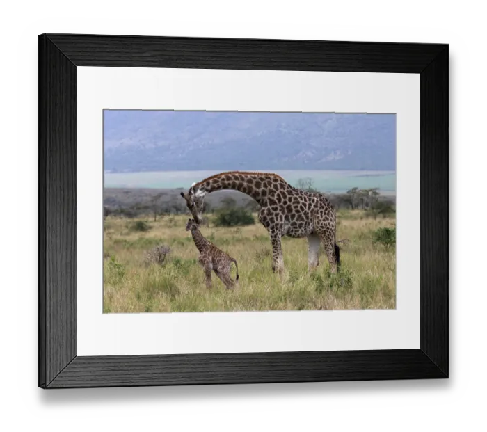Framed Print : Giraffe (Giraffa camelopardalis) female, nuzzling newborn calf, Zimanga game reserve, South Africa Framed Print : Giraffe (Giraffa camelopardalis) female, nuzzling newborn calf, Zimanga game reserve, South Africa