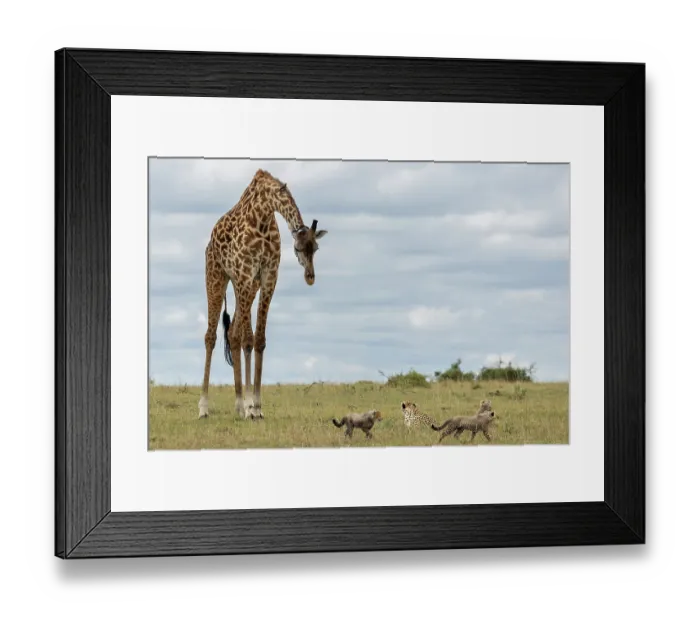 Framed Print : Giraffe (Giraffa camelopardalis) looking down at Cheetah (Acinonyx jubatus) female resting on grass with three cubs, Masai Mara, Kenya Framed Print : Giraffe (Giraffa camelopardalis) looking down at Cheetah (Acinonyx jubatus) female resting on grass with three cubs, Masai Mara, Kenya