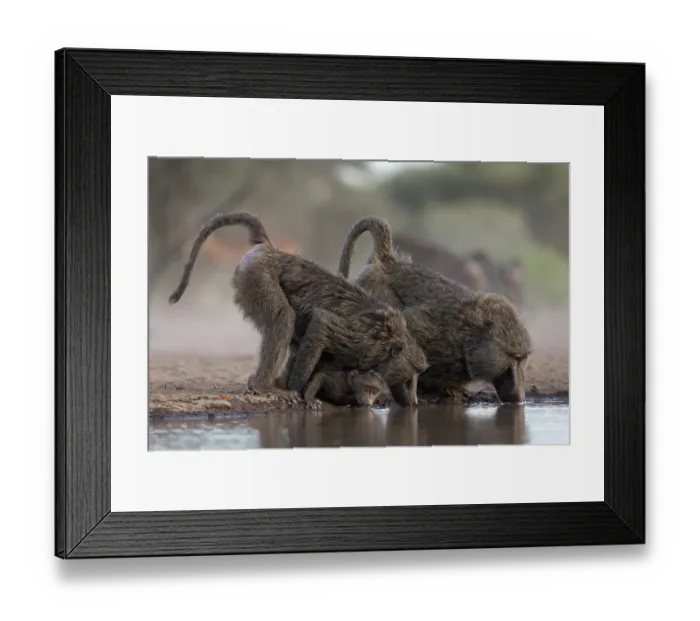 Framed Print : Olive baboons (Papio anubis) drinking at waterhole, Shompole, Kenya Framed Print : Olive baboons (Papio anubis) drinking at waterhole, Shompole, Kenya