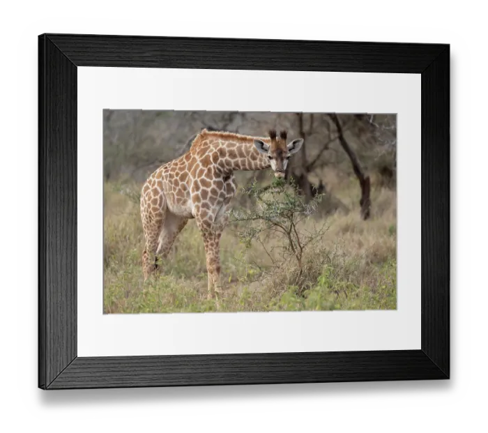 Framed Print : Giraffe (Giraffa camelopardalis) feeding on vegetation, Zimanga game reserve, South Africa Framed Print : Giraffe (Giraffa camelopardalis) feeding on vegetation, Zimanga game reserve, South Africa