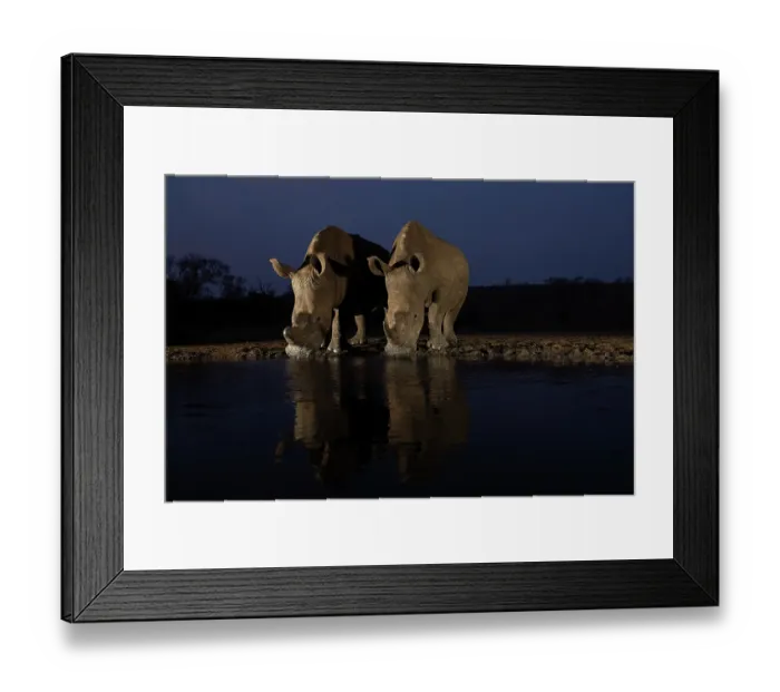 Framed Print : Two White rhinoceros (Ceratotherium simum) drinking at waterhole at night, Zimanga private game reserve, KwaZulu-Natal, South Africa