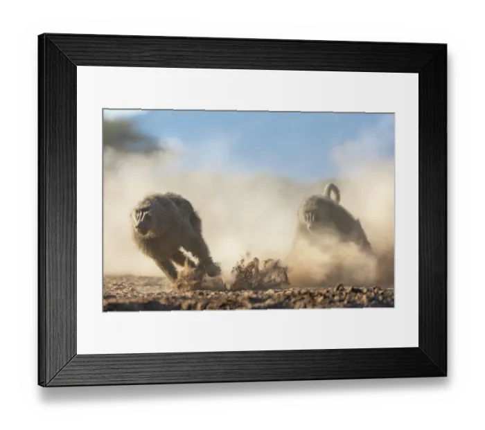 Framed Print : Olive baboon (Papio anubis) chasing another Olive baboon, creating a dust cloud, Shompole, Kenya Framed Print : Olive baboon (Papio anubis) chasing another Olive baboon, creating a dust cloud, Shompole, Kenya