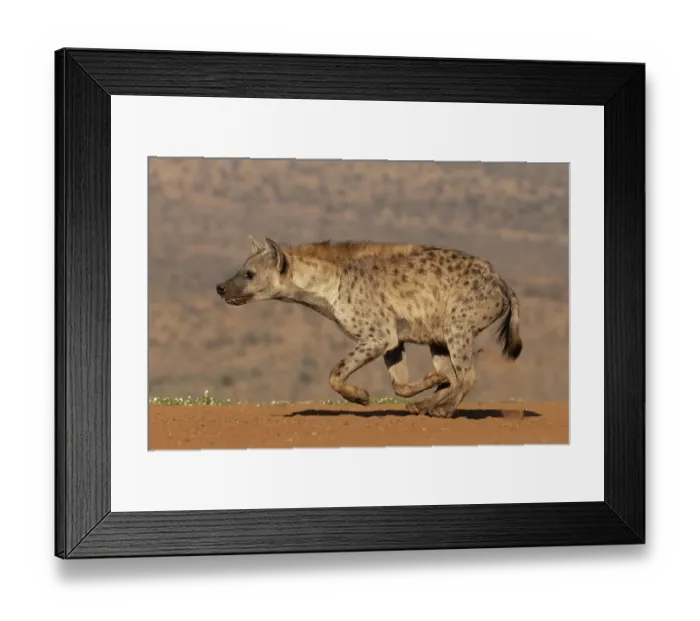 Framed Print : Spotted hyena (Crocuta crocuta) hunting, Zimanga game reserve, South Africa Framed Print : Spotted hyena (Crocuta crocuta) hunting, Zimanga game reserve, South Africa
