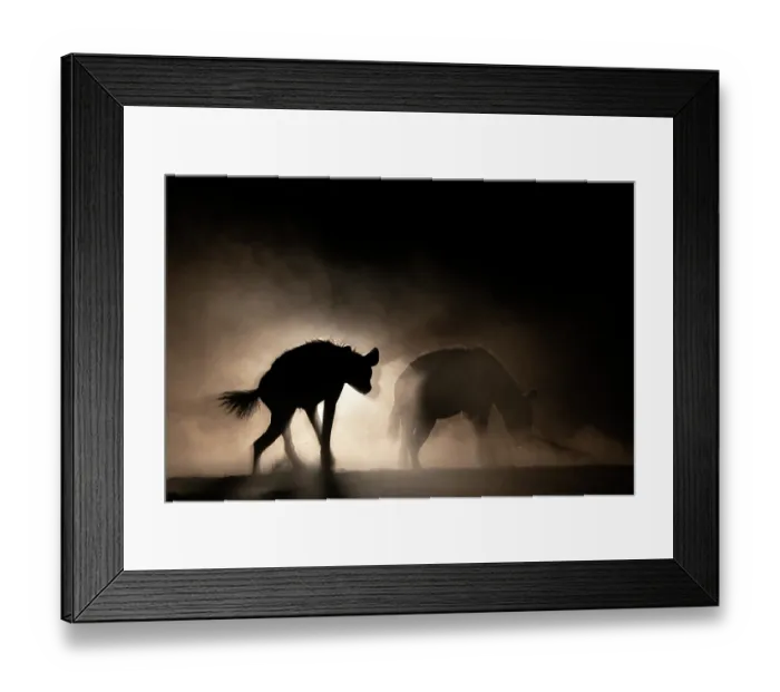 Framed Print : Spotted hyenas (Crocuta crocuta) backlit at night, Shompole, Kenya Framed Print : Spotted hyenas (Crocuta crocuta) backlit at night, Shompole, Kenya