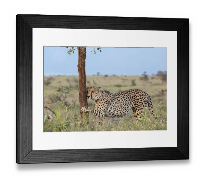 Framed Print : Cheetah (Acinonyx jubatus) sharpening its claws on tree trunk, Zimanga private game reserve, KwaZulu-Natal, South Africa