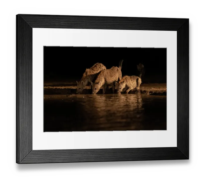 Framed Print : Three Spotted hyenas (Crocuta crocuta) drinking at waterhole at night, Shompole, Kenya Framed Print : Three Spotted hyenas (Crocuta crocuta) drinking at waterhole at night, Shompole, Kenya