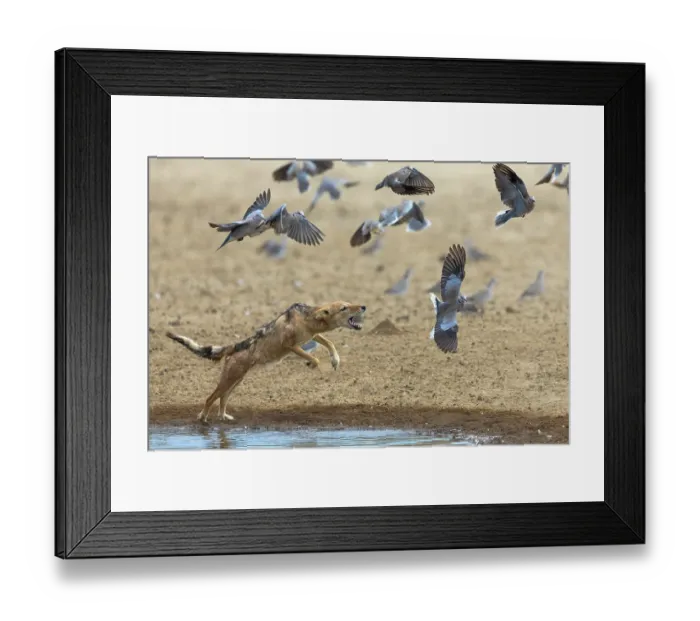 Framed Print : Black-backed jackal (Lupulella mesomelas) hunting flock of Ring-neck doves (Streptopelia capicola), Kgalagadi Transfrontier Park, Northern Cape, South Africa Framed Print : Black-backed jackal (Lupulella mesomelas) hunting flock of Ring-neck doves (Streptopelia capicola), Kgalagadi Transfrontier Park, Northern Cape, South Africa