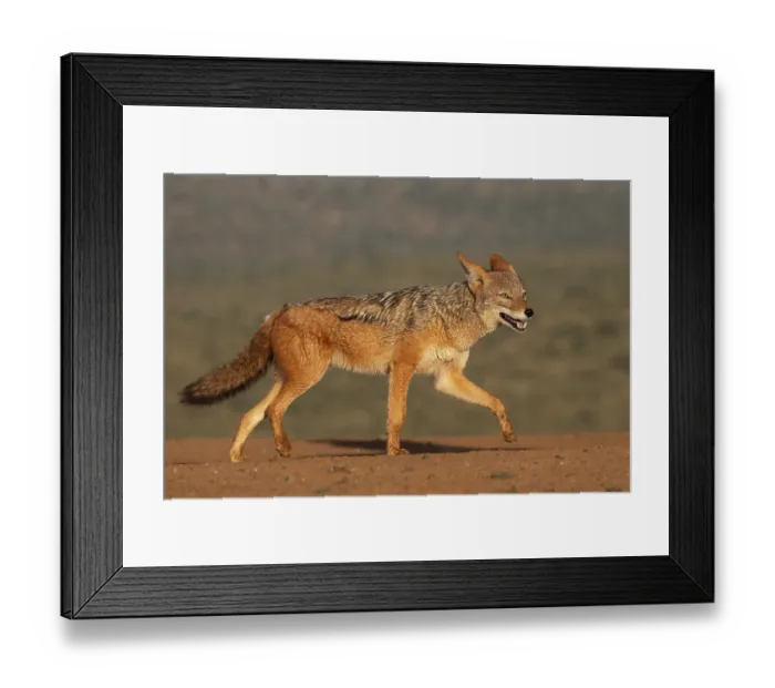 Framed Print : Black-backed jackal (Lupulella mesomelas) walking, portrait, Zimanga private game reserve, KwaZulu-Natal, South Africa Framed Print : Black-backed jackal (Lupulella mesomelas) walking, portrait, Zimanga private game reserve, KwaZulu-Natal, South Africa