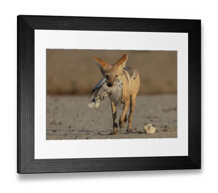 Framed Print : Black-backed jackal (Lupulella mesomelas) carrying Dove (Streptopelia sp.) prey in mouth, Kgalagadi Transfrontier Park, Northern Cape, South Africa Framed Print : Black-backed jackal (Lupulella mesomelas) carrying Dove (Streptopelia sp.) prey in mouth, Kgalagadi Transfrontier Park, Northern Cape, South Africa