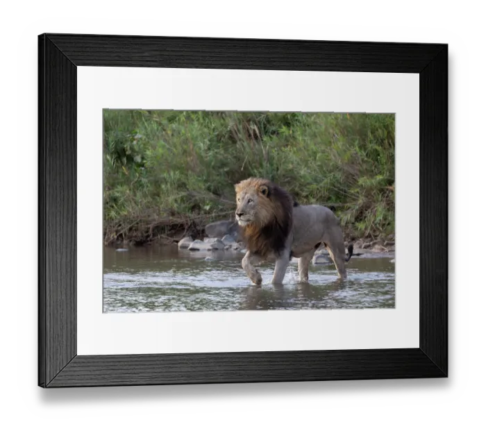 Framed Print : Lion (Panthera leo) crossing river, Zimanga private game reserve, KwaZulu-Natal, South Africa Framed Print : Lion (Panthera leo) crossing river, Zimanga private game reserve, KwaZulu-Natal, South Africa