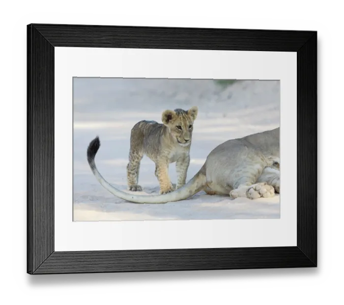 Framed Print : Lion (Panthera leo) cub standing next to adult, Kgalagadi Transfrontier Park, Northern Cape, South Africa Framed Print : Lion (Panthera leo) cub standing next to adult, Kgalagadi Transfrontier Park, Northern Cape, South Africa