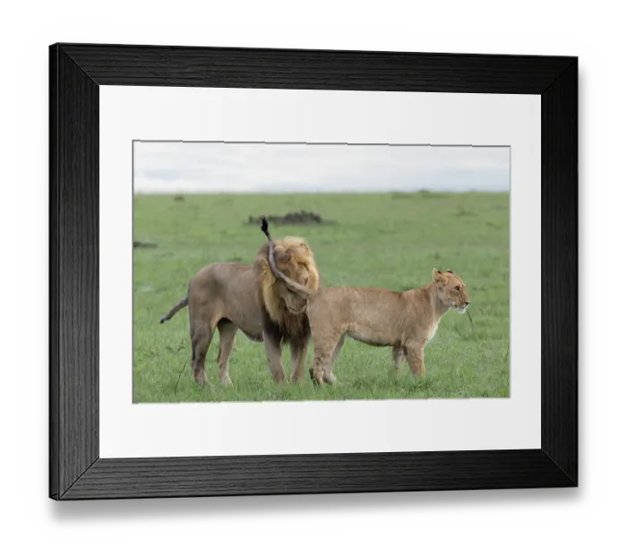 Framed Print : Lion (Panthera leo) male, urine testing female, Masai Mara, Kenya Framed Print : Lion (Panthera leo) male, urine testing female, Masai Mara, Kenya