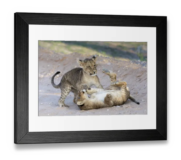Framed Print : Two Lion (Panthera leo) cubs playing, Kgalagadi Transfrontier Park, Northern Cape, South Africa Framed Print : Two Lion (Panthera leo) cubs playing, Kgalagadi Transfrontier Park, Northern Cape, South Africa