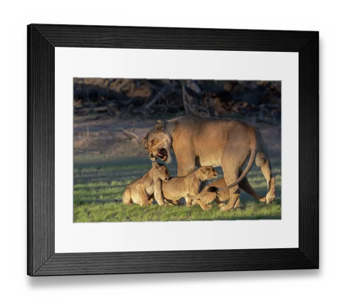 Framed Print : Lion (Panthera leo) female snarling at three hungry cubs wanting to suckle, Kgalagadi Transfrontier Park, Northern Cape, South Africa Framed Print : Lion (Panthera leo) female snarling at three hungry cubs wanting to suckle, Kgalagadi Transfrontier Park, Northern Cape, South Africa