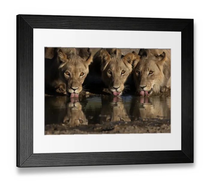 Framed Print : Three Lions (Panthera leo) male, drinking side by side, Kgalagadi Transfrontier Park, Northern Cape, South Africa Framed Print : Three Lions (Panthera leo) male, drinking side by side, Kgalagadi Transfrontier Park, Northern Cape, South Africa