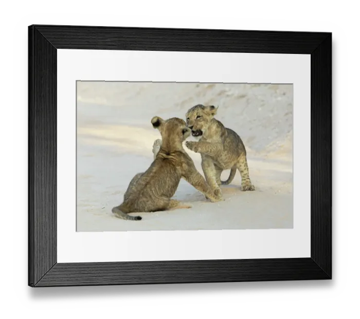 Framed Print : Two Lion (Panthera leo) cubs playing, Kgalagadi Transfrontier Park, Northern Cape, South Africa Framed Print : Two Lion (Panthera leo) cubs playing, Kgalagadi Transfrontier Park, Northern Cape, South Africa