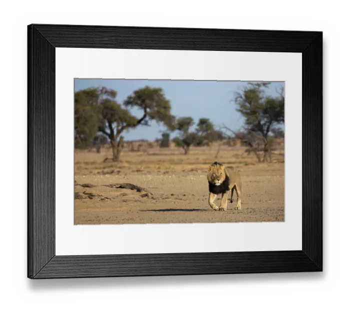 Framed Print : Lion (Panthera leo) male, walking over dry ground, Kgalagadi Transfrontier Park, Northern Cape, South Africa Framed Print : Lion (Panthera leo) male, walking over dry ground, Kgalagadi Transfrontier Park, Northern Cape, South Africa