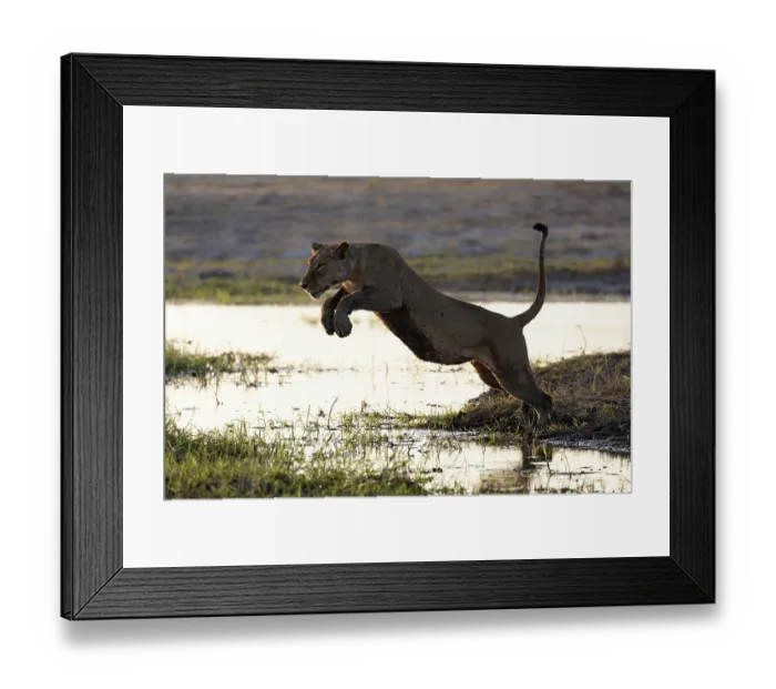 Framed Print : Lion (Panthera leo) female, leaping over water, Chobe River, Chobe National Park, Botswana Framed Print : Lion (Panthera leo) female, leaping over water, Chobe River, Chobe National Park, Botswana