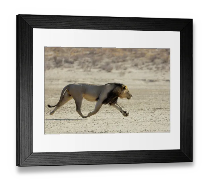 Framed Print : Lion (Panthera leo) male, running, Kgalagadi Transfrontier Park, Northern Cape, South Africa Framed Print : Lion (Panthera leo) male, running, Kgalagadi Transfrontier Park, Northern Cape, South Africa