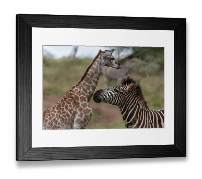 Framed Print : Zebra (Equus sp.) investigating a Giraffe (Giraffa camelopardalis) newborn calf, Zimanga game reserve, South Africa Framed Print : Zebra (Equus sp.) investigating a Giraffe (Giraffa camelopardalis) newborn calf, Zimanga game reserve, South Africa
