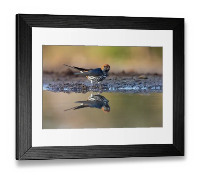 Framed Print : Lesser striped swallow (Cecropis abyssinica) collecting mud for its nest at water's edge, Zimanga game reserve, KwaZulu-Natal, South Africa Framed Print : Lesser striped swallow (Cecropis abyssinica) collecting mud for its nest at water's edge, Zimanga game reserve, KwaZulu-Natal, South Africa