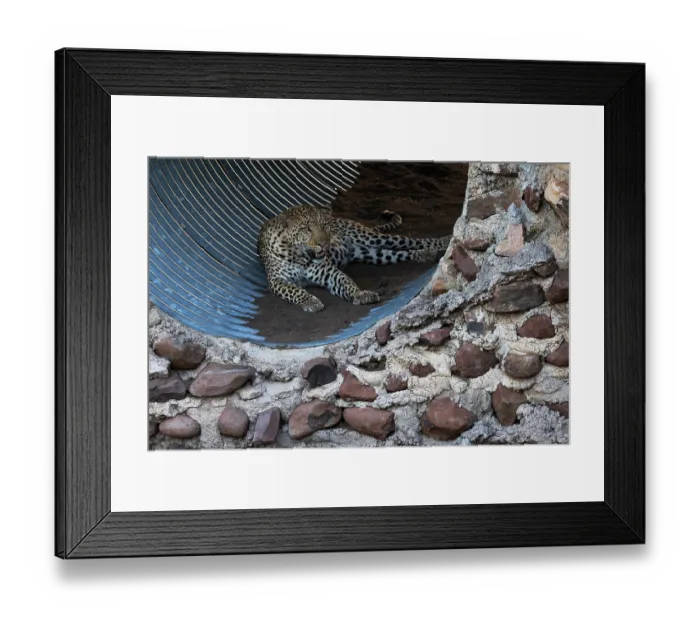 Framed Print : Leopard (Panthera pardus) male, resting in culvert, Mashatu game reserve, Botswana